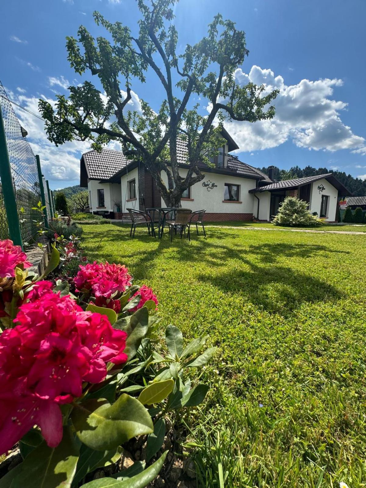 Chalet Bora Viseu de Jos Eksteriør billede